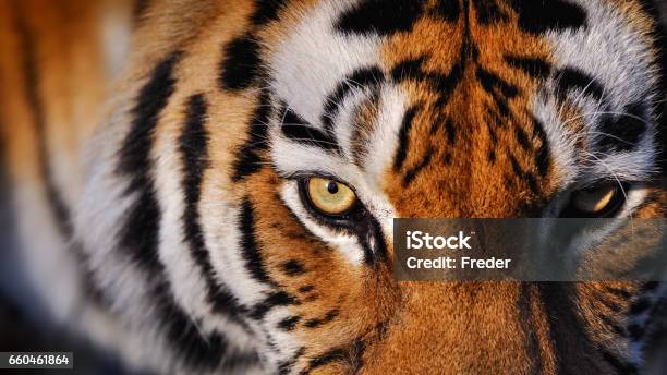 Eyes Of The Tiger Stock Photo - Download Image Now - Tiger, Tiger-Eye, India