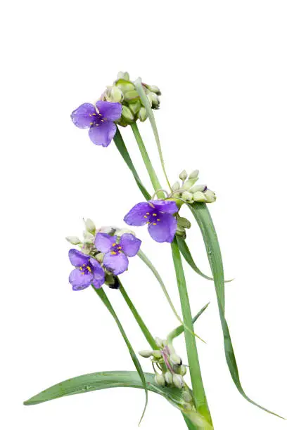 Purple Spiderwort (Tradescantia virginiana) wildflower plant isolated on white background