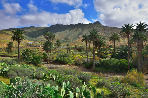 View from Vega de Rio Palma (Fuerteventura, Canary Islands) stock photo