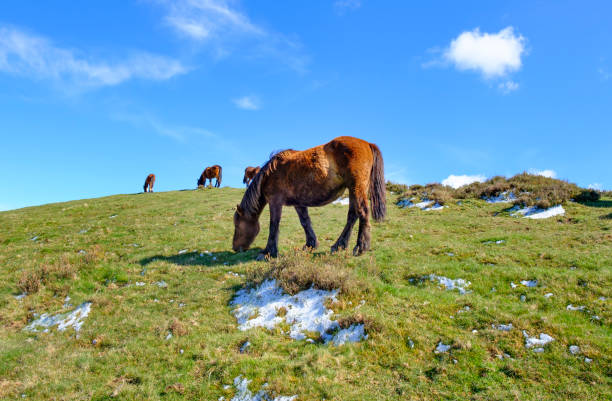 istock Wild horses in the mountains. 660462126
