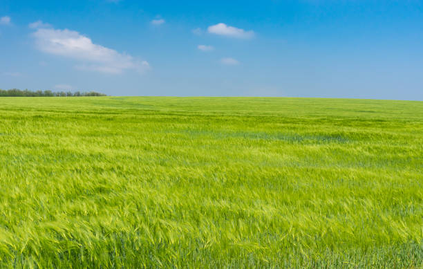 istock Landscape with unripe wheat field in May, central Ukraine 660462232