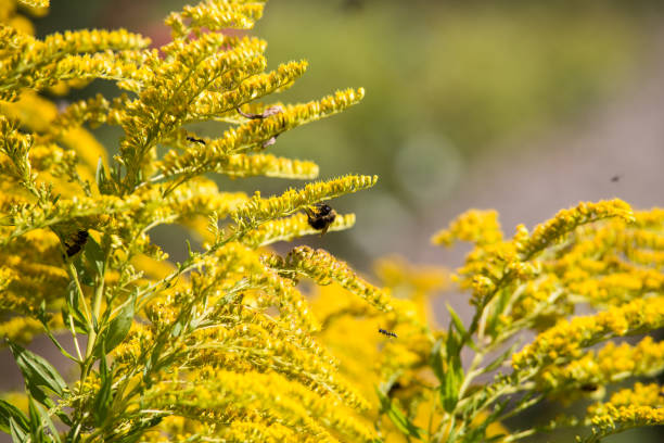 Gartneblumen Flowers kumpel stock pictures, royalty-free photos & images