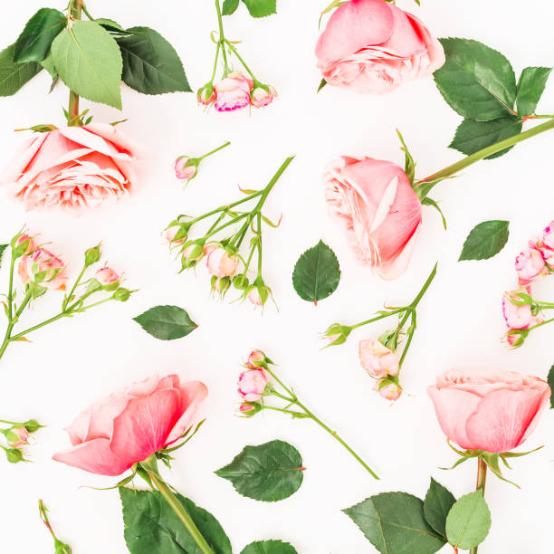istock Pattern with roses, leaves and buds on white background. Flat lay, top view. Floral background. 660465786