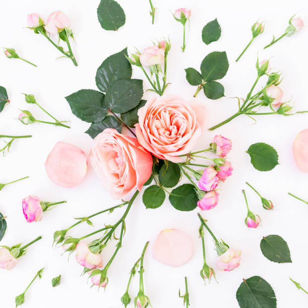 istock Pattern with pink roses, leaves and buds on white background. Flat lay, top view. Floral background. 660465832