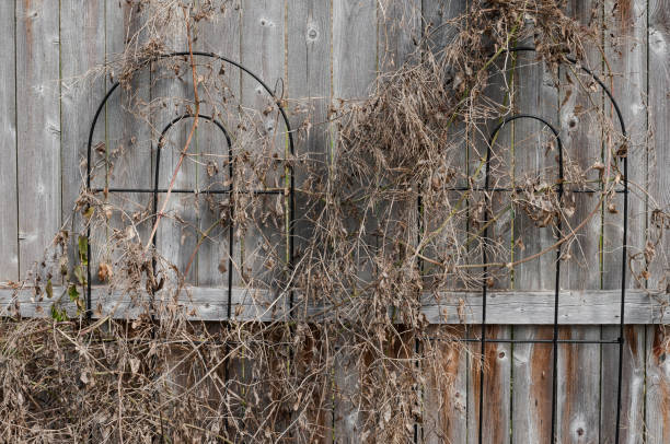 Winter Fence stock photo