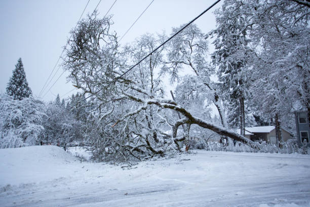 Fallen Tree Fallen Tree on Snowy Day fallen tree photos stock pictures, royalty-free photos & images