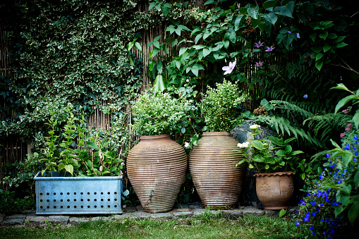 Garden pots and plants