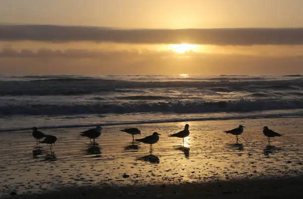 Seagulls foreground in sunrise at St Augustine Beach, Florida