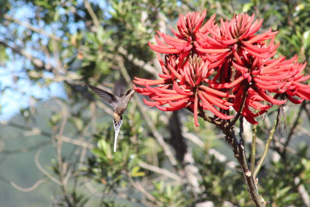 istock Hummingbird and Flowers 660480014