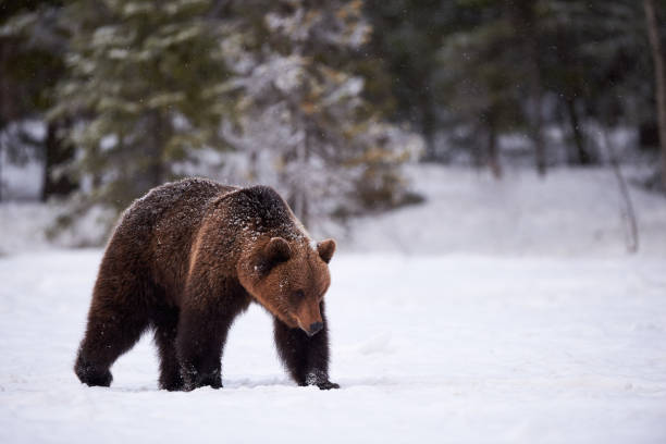 istock Brown bear in the snow 660482526