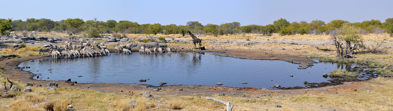 Etosha National Park is a national park in northwestern Namibia.