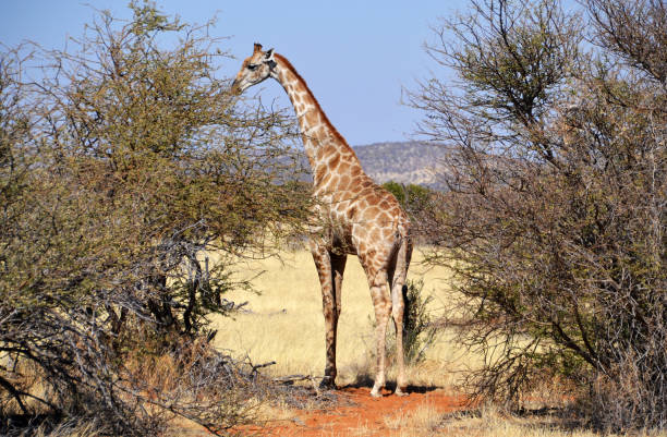 istock Giraffe in Etosha National Park 660483012