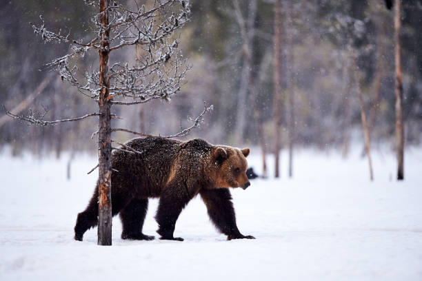 istock Brown bear in the snow 660489346
