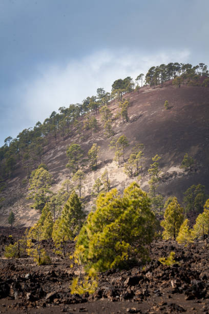 istock National Park Teide. Hiking on Tenerife. 660489648