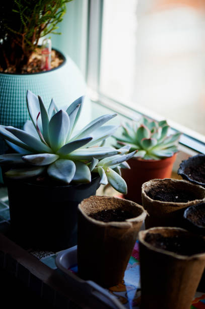 istock The texture is different succulents on the background of burlap 660490076