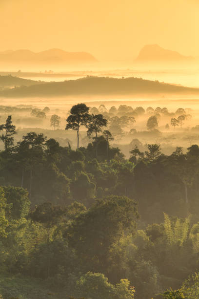 istock the forest around Hin Pad, Khiri Rat Nikhom District, Surat Thani, Thailand 660492786