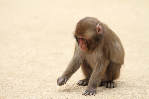 singe sauvage bébé japonais à beppu, oita, japon - livestrong photos et images de collection