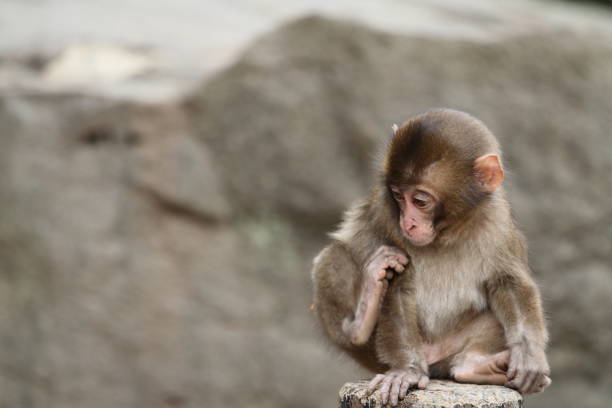singe sauvage bébé japonais à beppu, oita, japon - livestrong photos et images de collection