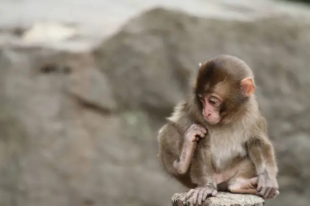 Photo of wild Japanese baby monkey in Beppu, Oita, Japan