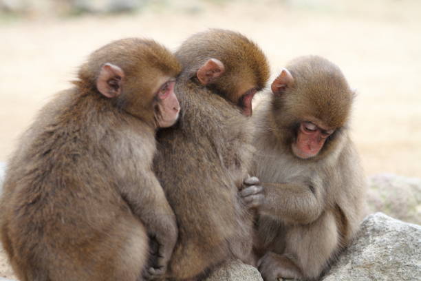 wild Japanese baby monkey in Beppu, Oita, Japan wild Japanese baby monkey in Beppu, Oita, Japan lance armstrong foundation stock pictures, royalty-free photos & images