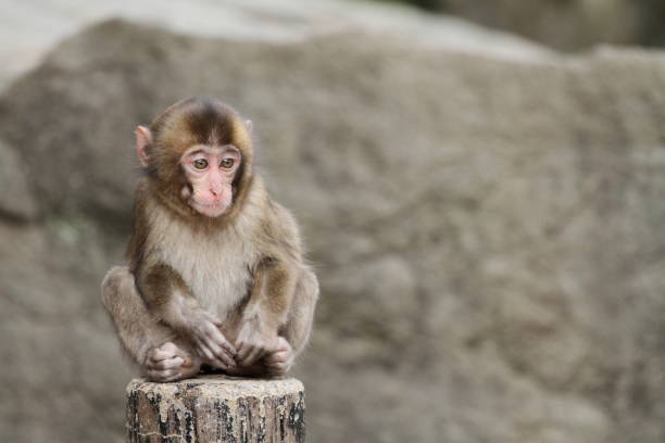 dzikie japońskie dziecko małpa w beppu, oita, japonia - livestrong zdjęcia i obrazy z banku zdjęć