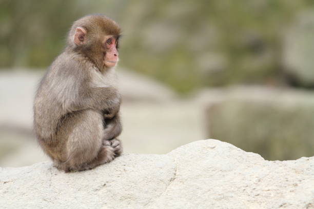 macaco selvagem bebê japonês em beppu, oita, japão - livestrong - fotografias e filmes do acervo