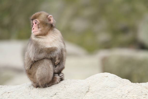 macaco selvagem bebê japonês em beppu, oita, japão - livestrong - fotografias e filmes do acervo