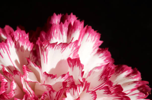 istock Petal of a Carnation 660496818