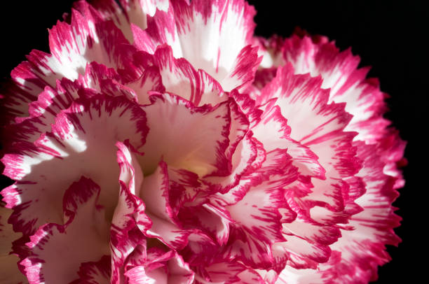 istock Carnation flower isolated on black background 660497032