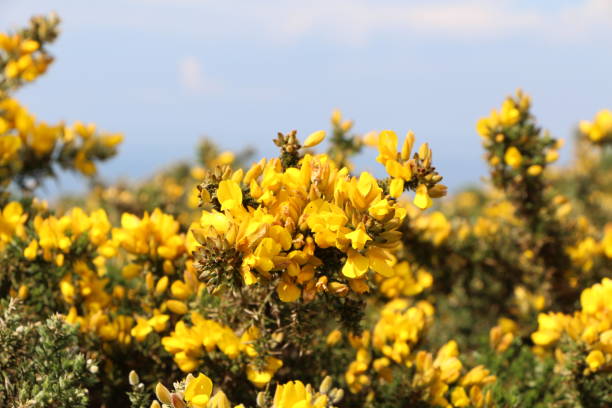 Broom in Breton moor Yellow flower of broom in Breton moor furze or gorse ulex europaeus stock pictures, royalty-free photos & images