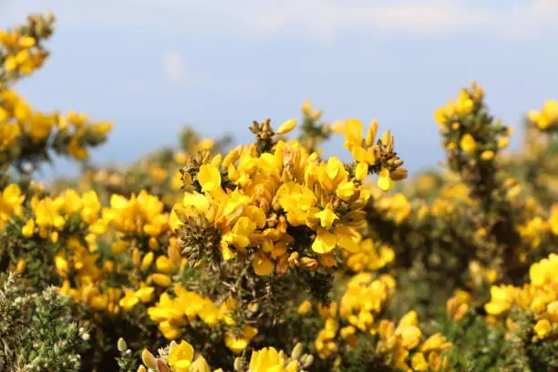 Yellow flower of broom in Breton moor