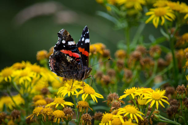 istock Red admiral with wings up on ragwort 660500314