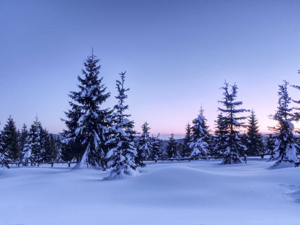 istock Winter in mountains. Fresh powder snow covered trees 660503666