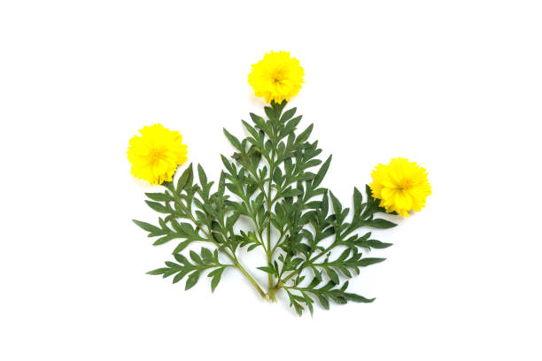 istock yellow cosmos flower on white background 660510520