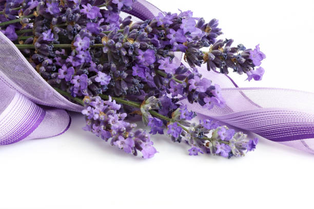 istock Lavender Bunch in a purple ribbon 660512804
