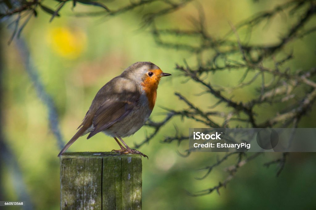 Robin on wooden post A robin on a post dappled with sunlight. Bird Stock Photo