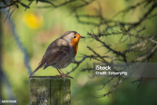 Robin On Wooden Post Stock Photo - Download Image Now - Bird, County Down, Horizontal