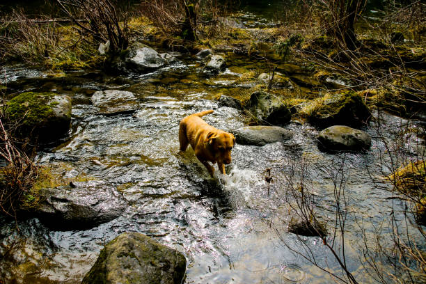 An exhuberant yellow Labrador Retriever dog runs through a river, splashing and playing.