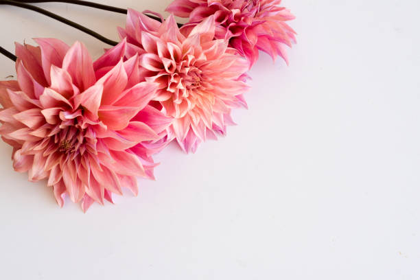 istock Pink dahlias on white table 660516608