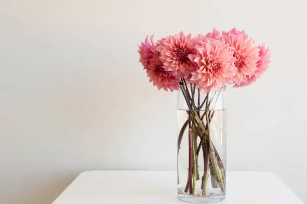 Bright pink dahlias in tall glass vase on white table against neutral background with copy space to left