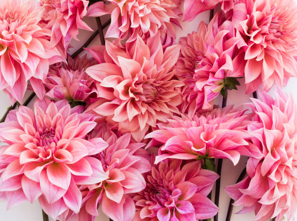 istock Full frame view of pink dahlias 660516912