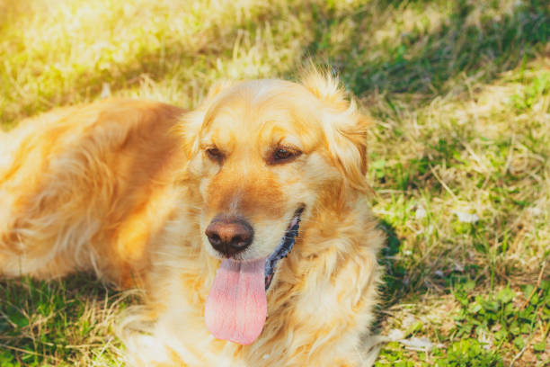 istock Golden Retriever lying in the grass on hot day 660520548