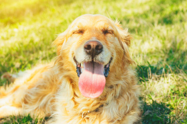 Golden Retriever lying in the grass on hot day Golden Retriever lying in the grass on hot day panting photos stock pictures, royalty-free photos & images