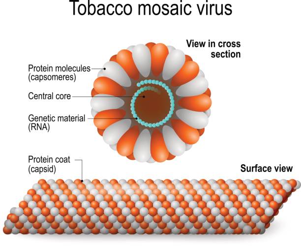 tobacco mosaic virus tobacco mosaic virus. Surface view and cross section. TMV the first virus to ever be discovered and key to gene therapy tobacco virus stock illustrations