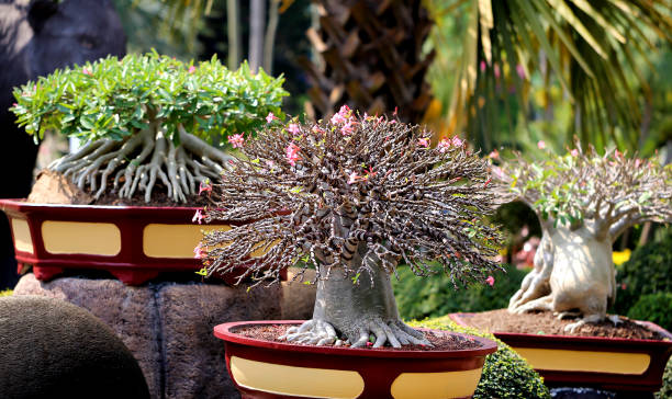 istock Beautiful amazing bonsai 660520818