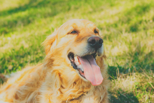 istock Golden Retriever lying in the grass on hot day 660520862