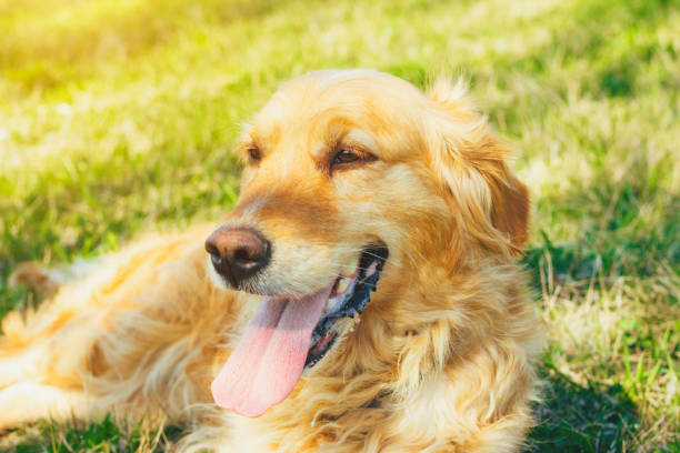 istock Golden Retriever lying in the grass on hot day 660520928