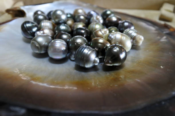 istock Fiji Black lip oyster shell with selection of black pearls 660526558