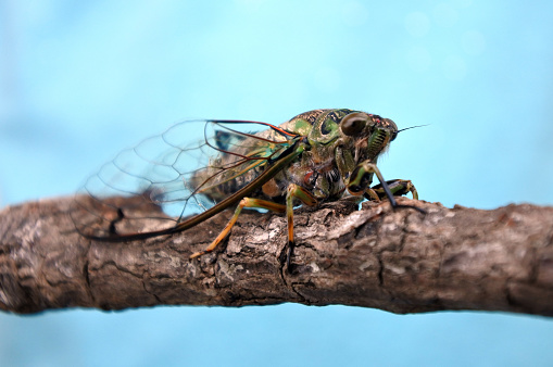 Louse Fly of the Family Hippoboscidae