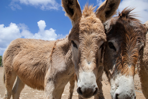Wild donkeys of Bonaire, brought by Spaniards to the island in 16th century.